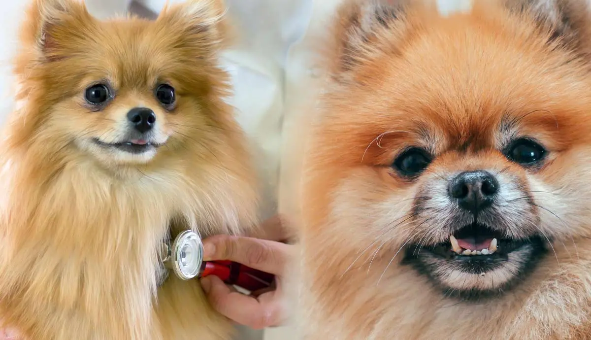 what are some common pomeranian health issues