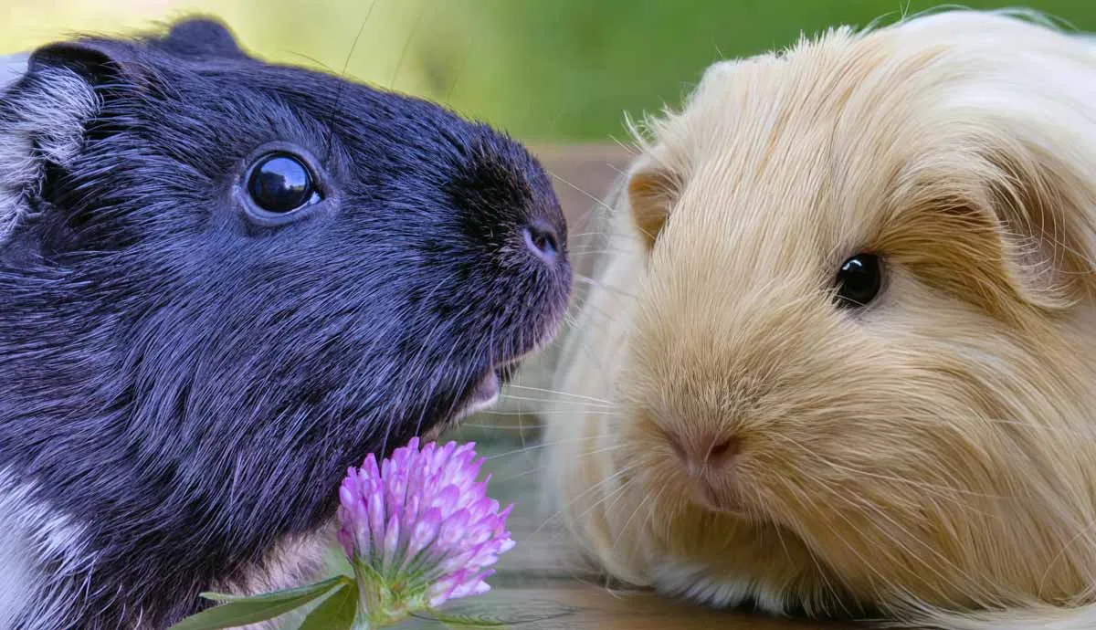 what are the different breeds of guinea pigs