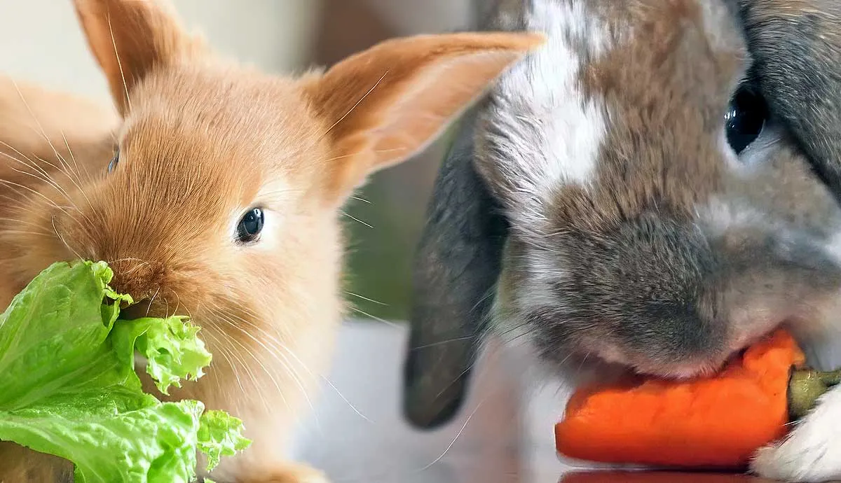 what do rabbits eat