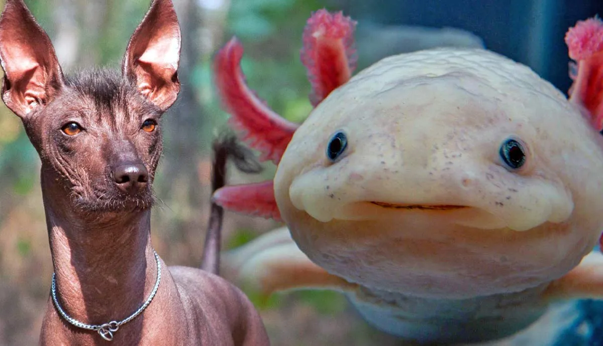 what do xoloitzcuintlis and axolotls have in common