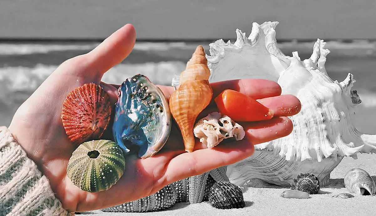where do seashells come from