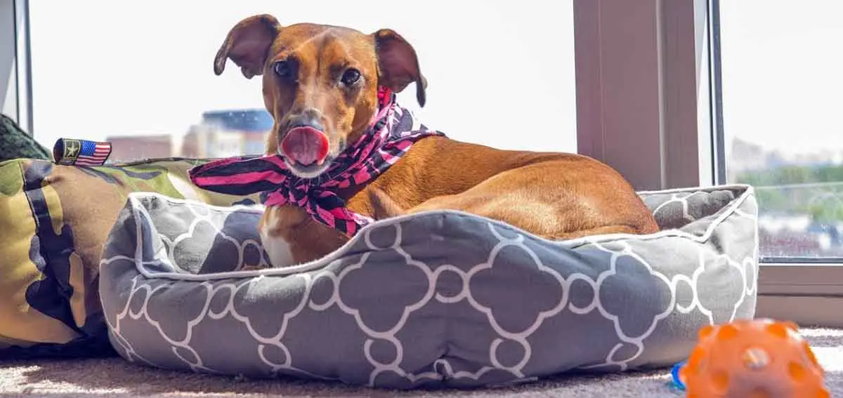 whippet tongue