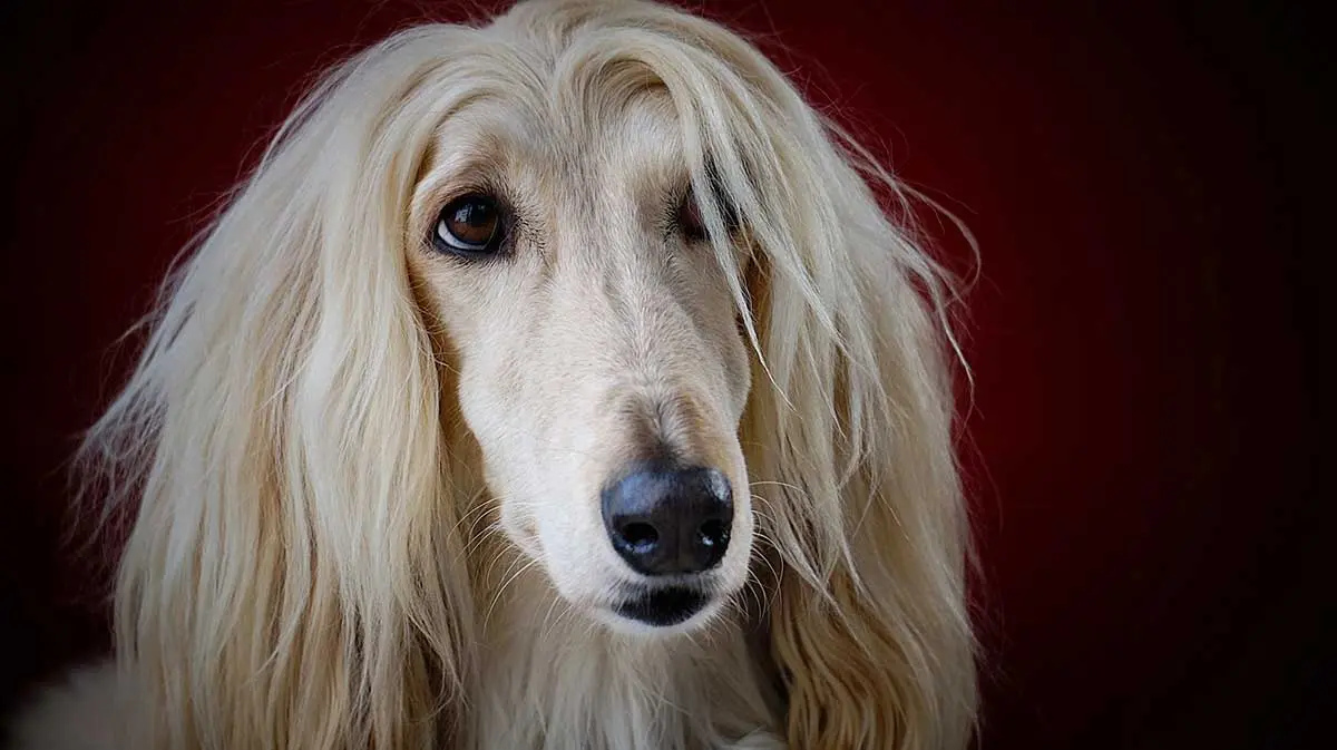 white afghan hound staring up at camera