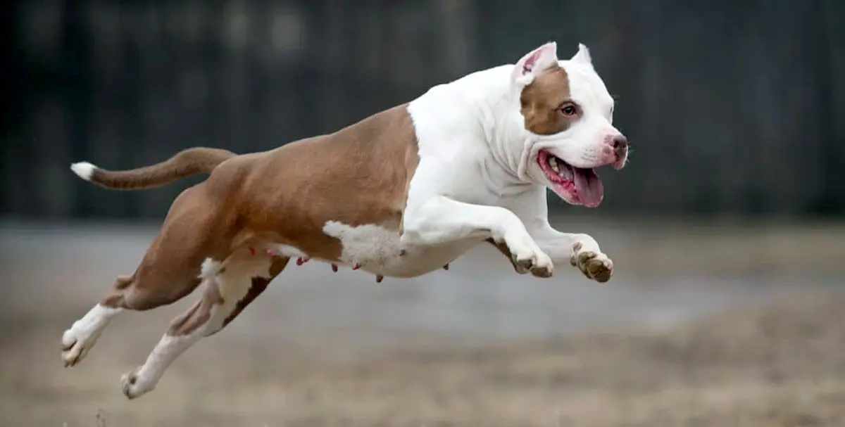 white and brown pitbull running