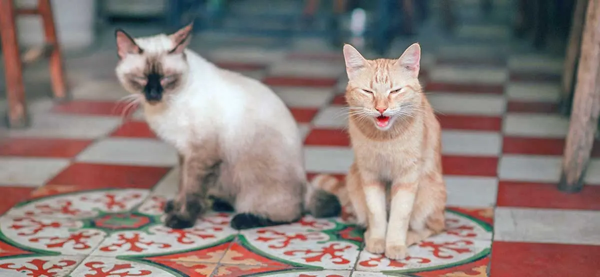 white and orange cats on tile floor