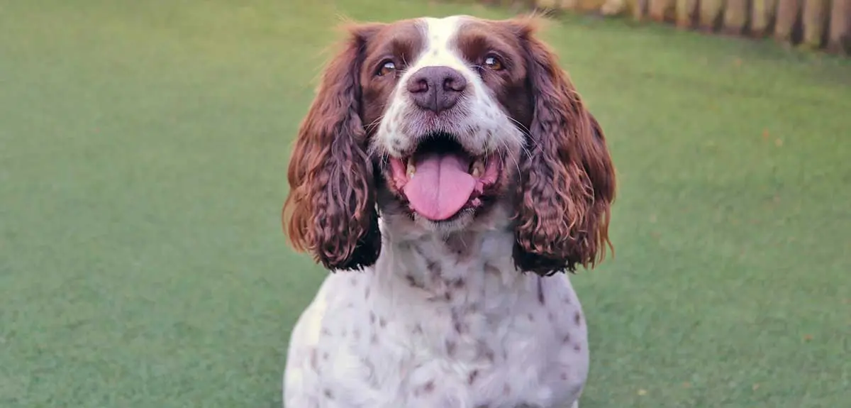 white brown springer spaniel grass