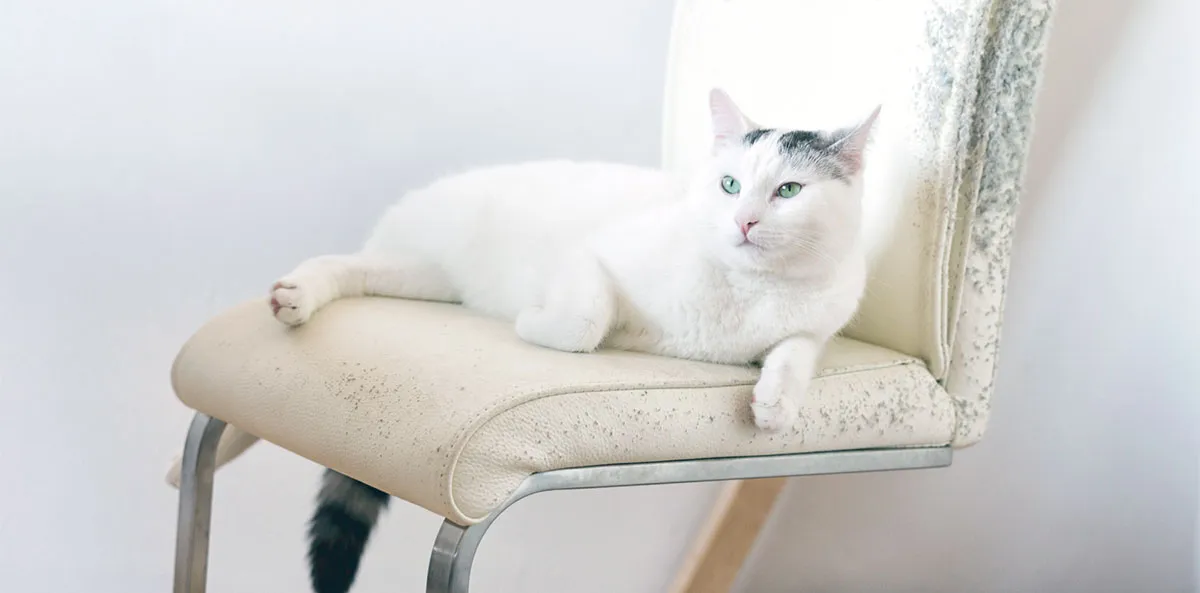 white cat laying chair