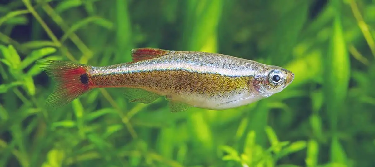 white cloud mountain minnow