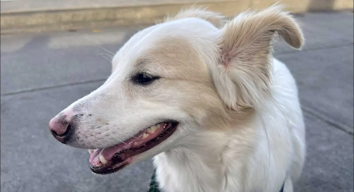 white dog at the beach