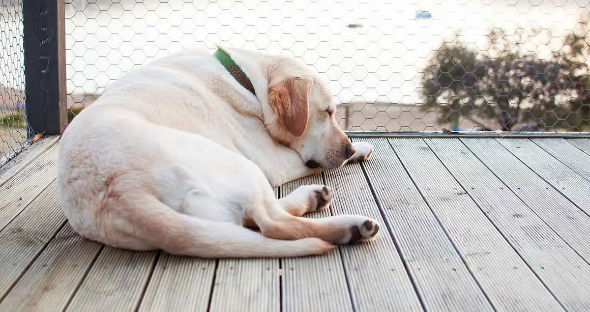white dog sleeping on deck overlooking lake
