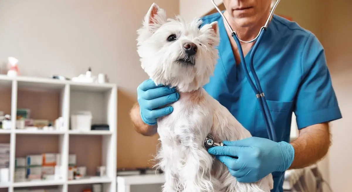 white dog vet table