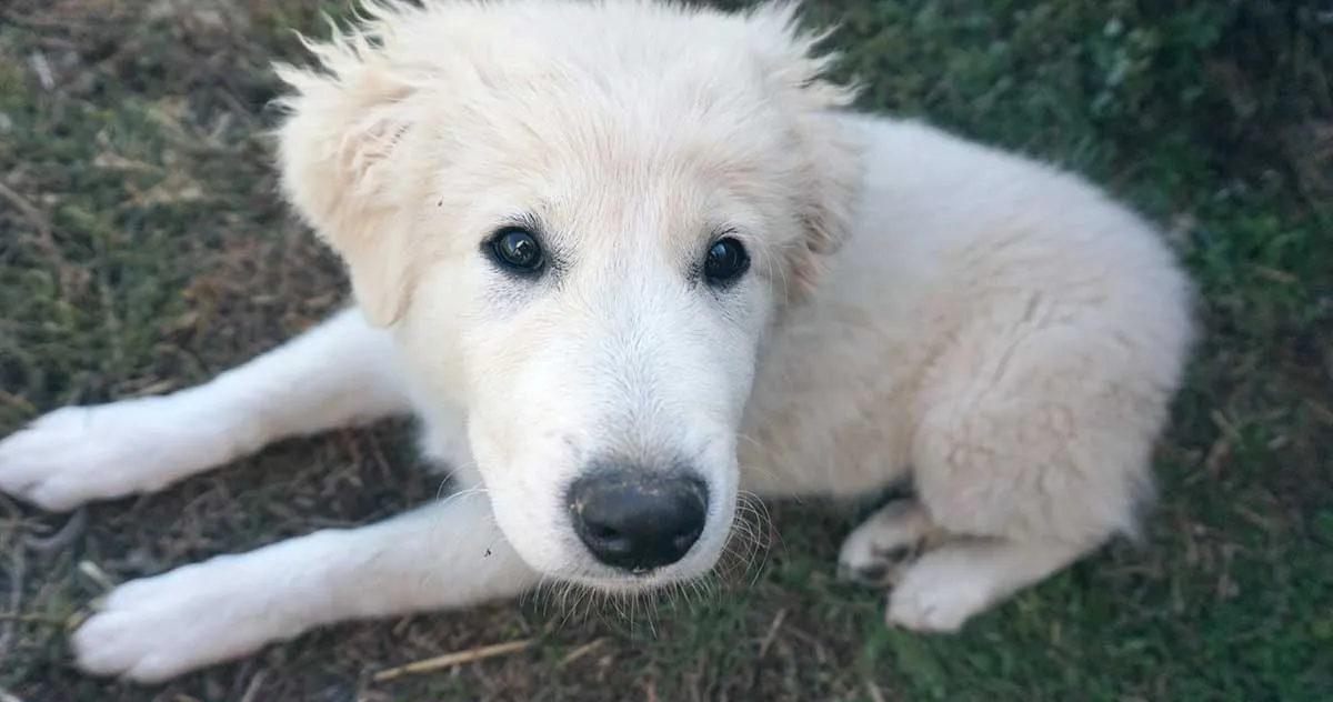 white great pyrenees puppy staring at camera