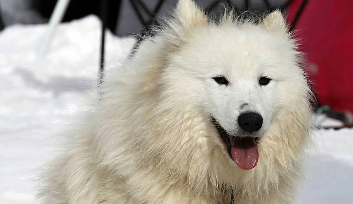 white husky tied to a chain in snow