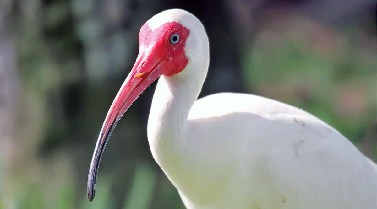 white ibis