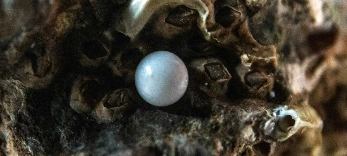 white pearl inside oyster
