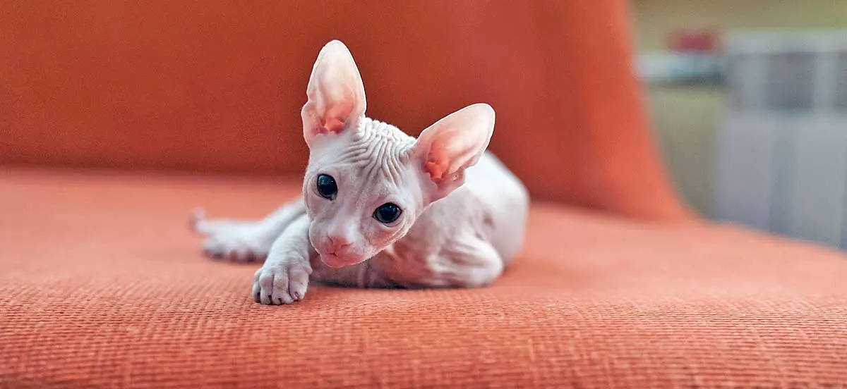 white sphynx cat orange background