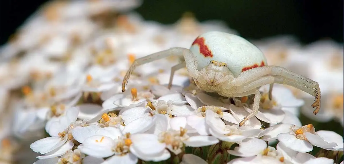 white spider on white flowers