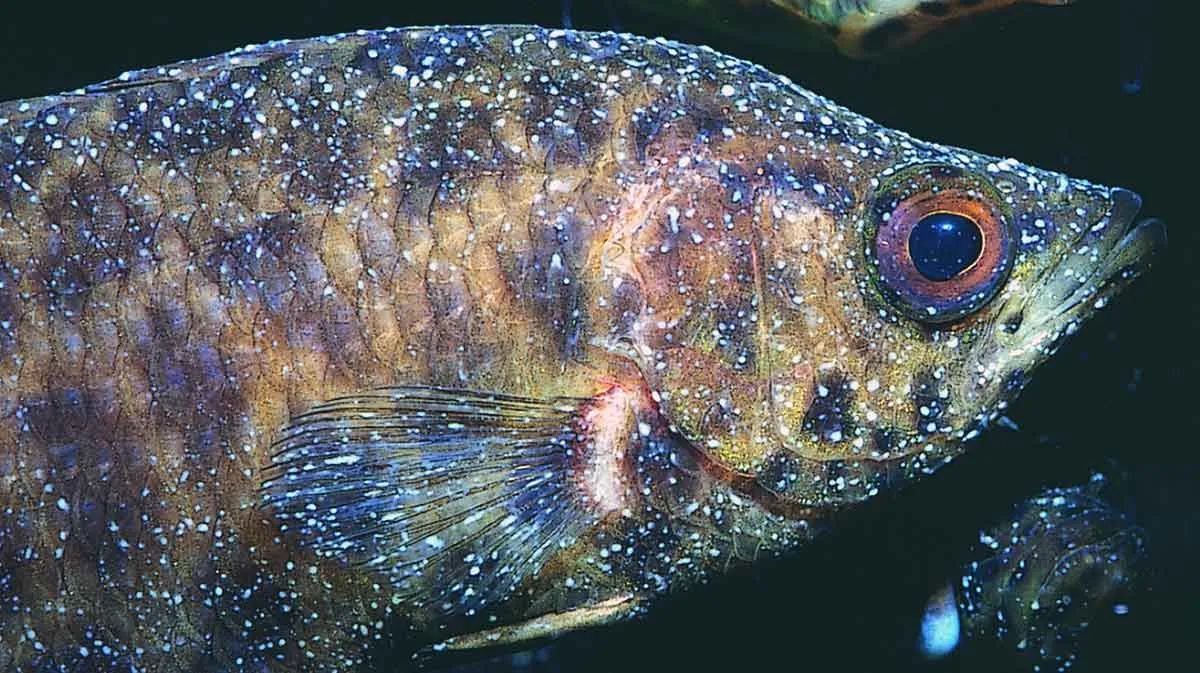 white spot disease fish