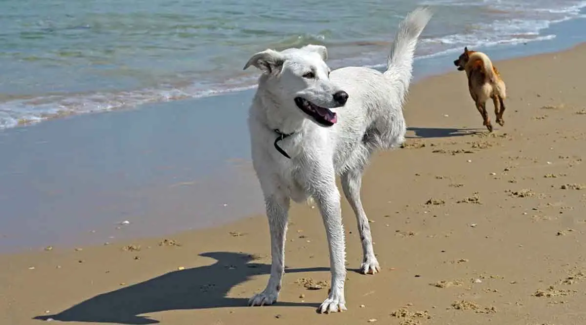 white three legged dog