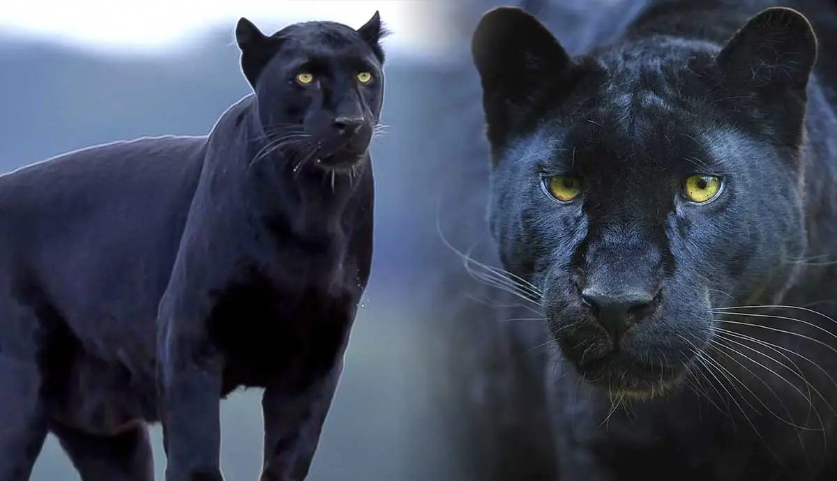 The majestic Blue Jaguar  Melanistic animals, Animals, Animals