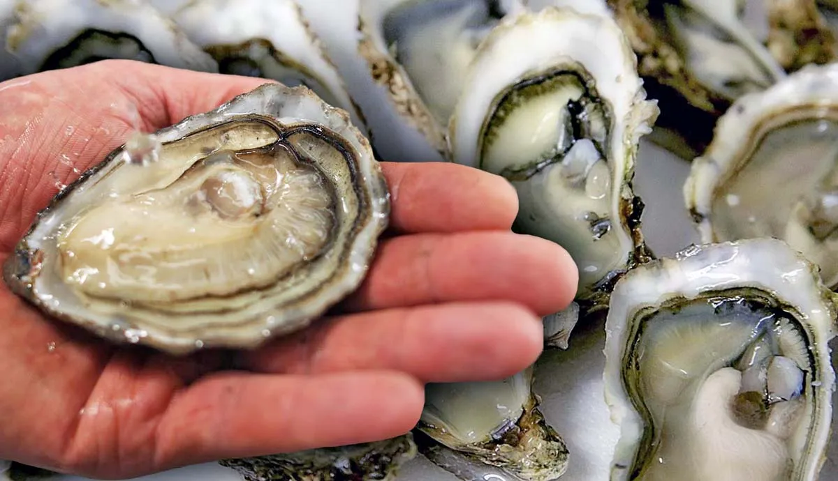 why are oysters important to ecosystem