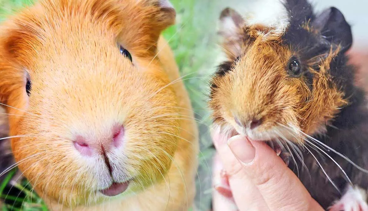 why are they called guinea pigs
