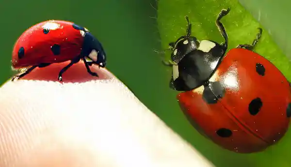 These flowers on this ladybug aren't cute as you think. They're creepy AF.  - Science