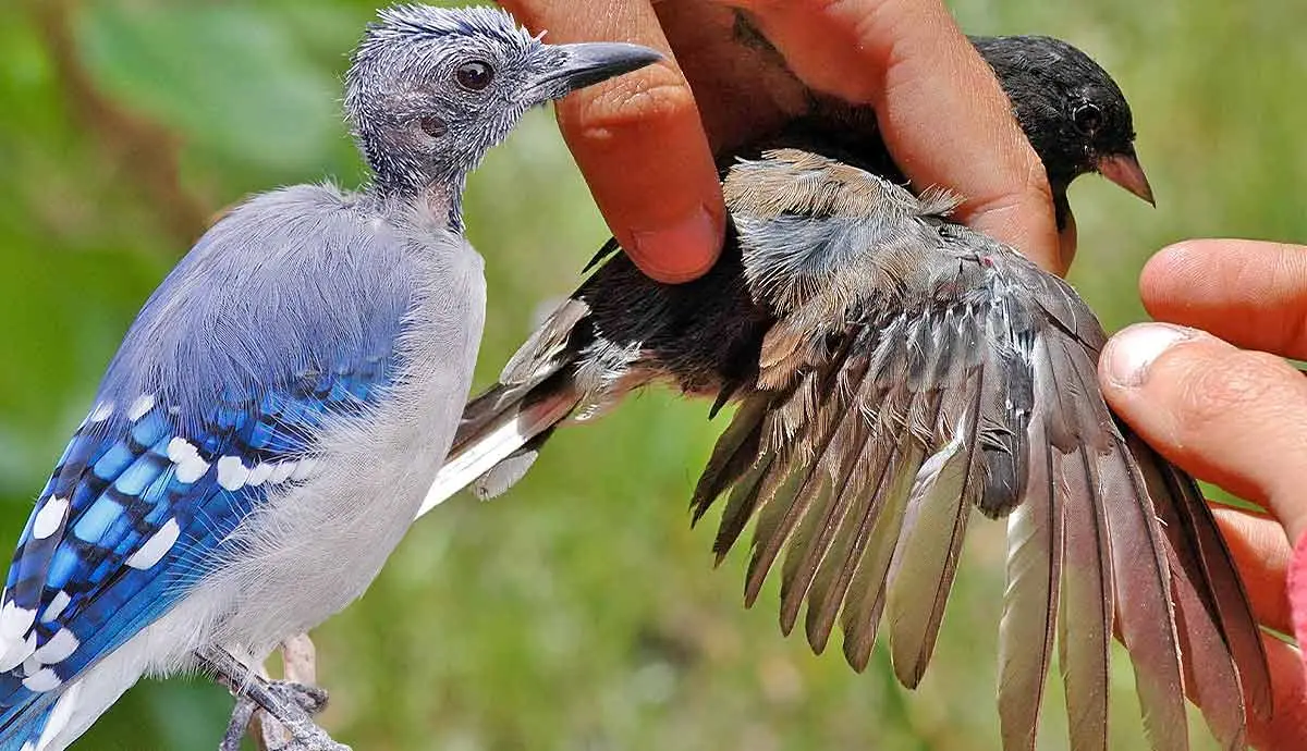 why do birds molt