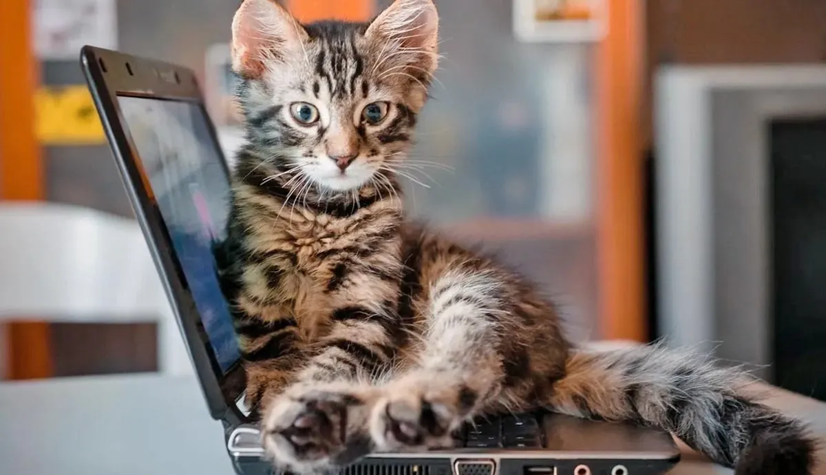 why do cats sit on laptops