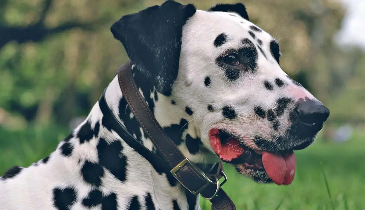 why do dalmatians have spots