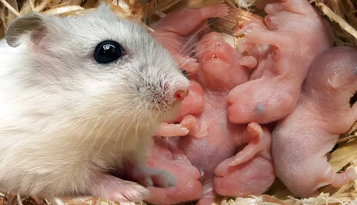 why do hamsters eat their babies