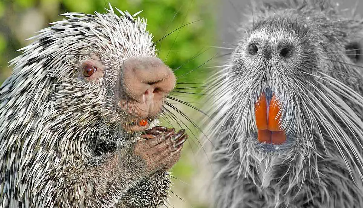 why do porcupines have orange teeth