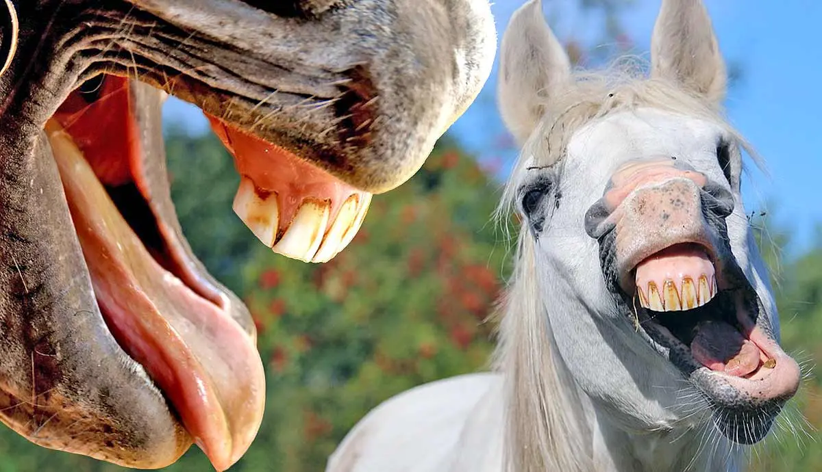 why does my horse yawn so much