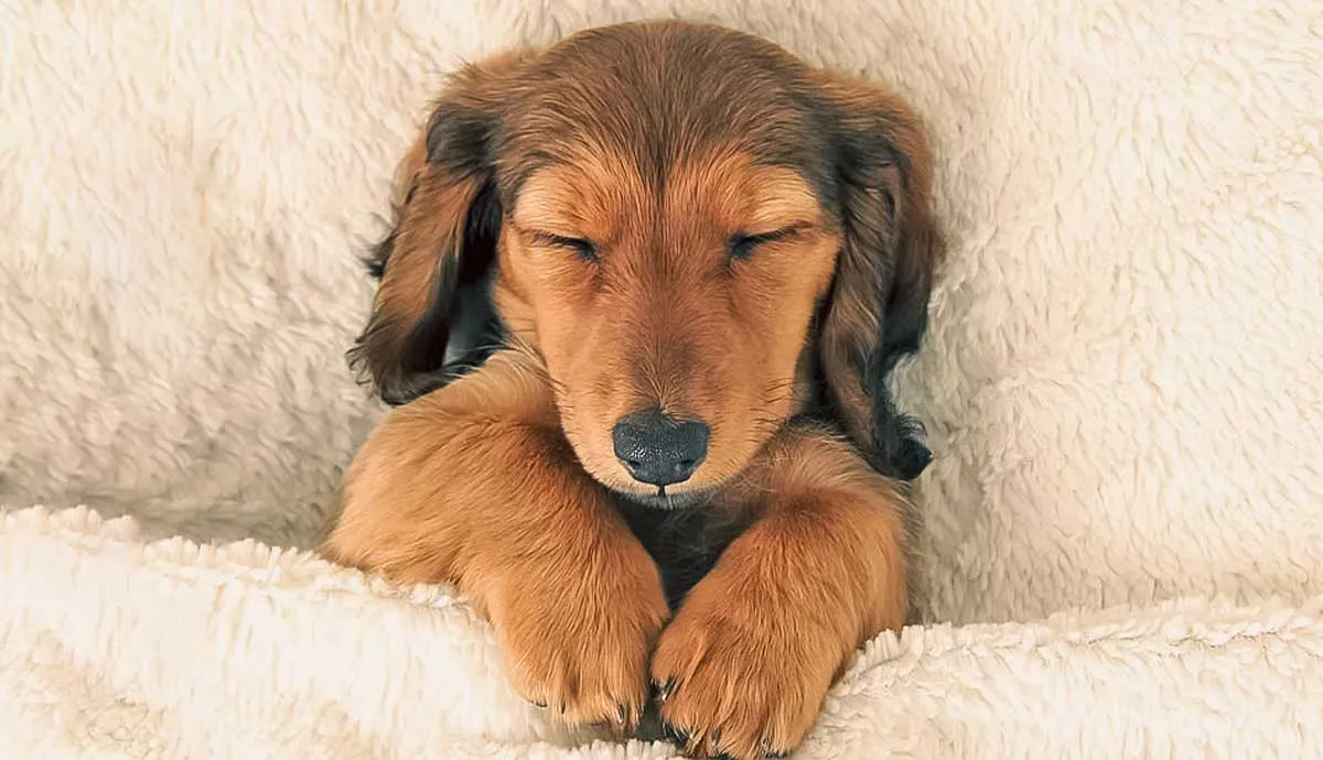 why dogs twitch in their sleep
