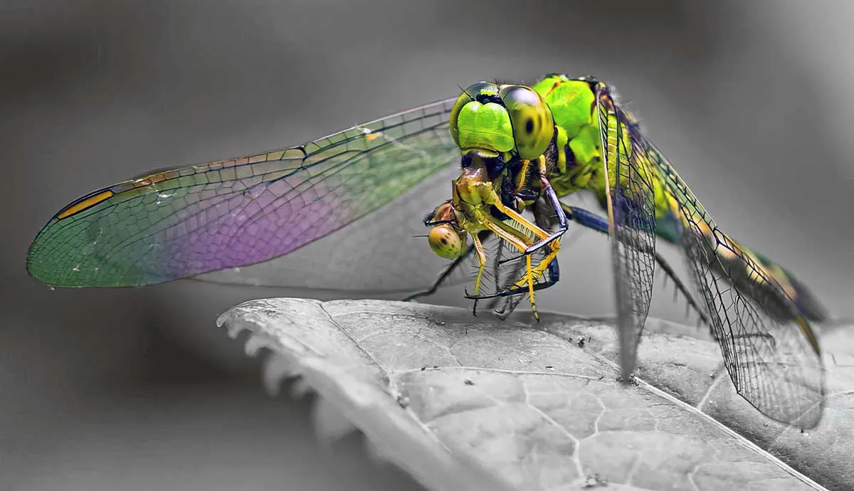 why dragonflies worlds deadliest hunters