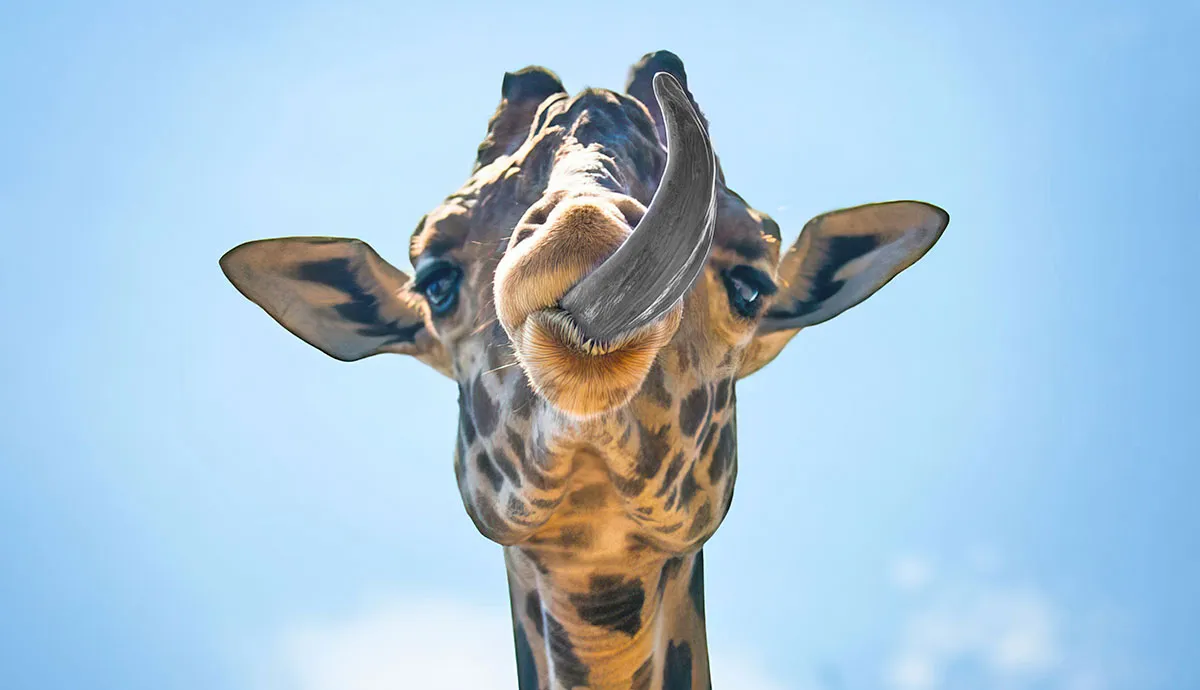 why giraffes have black tongues
