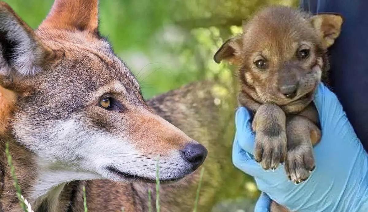 why is the red wolf endangered