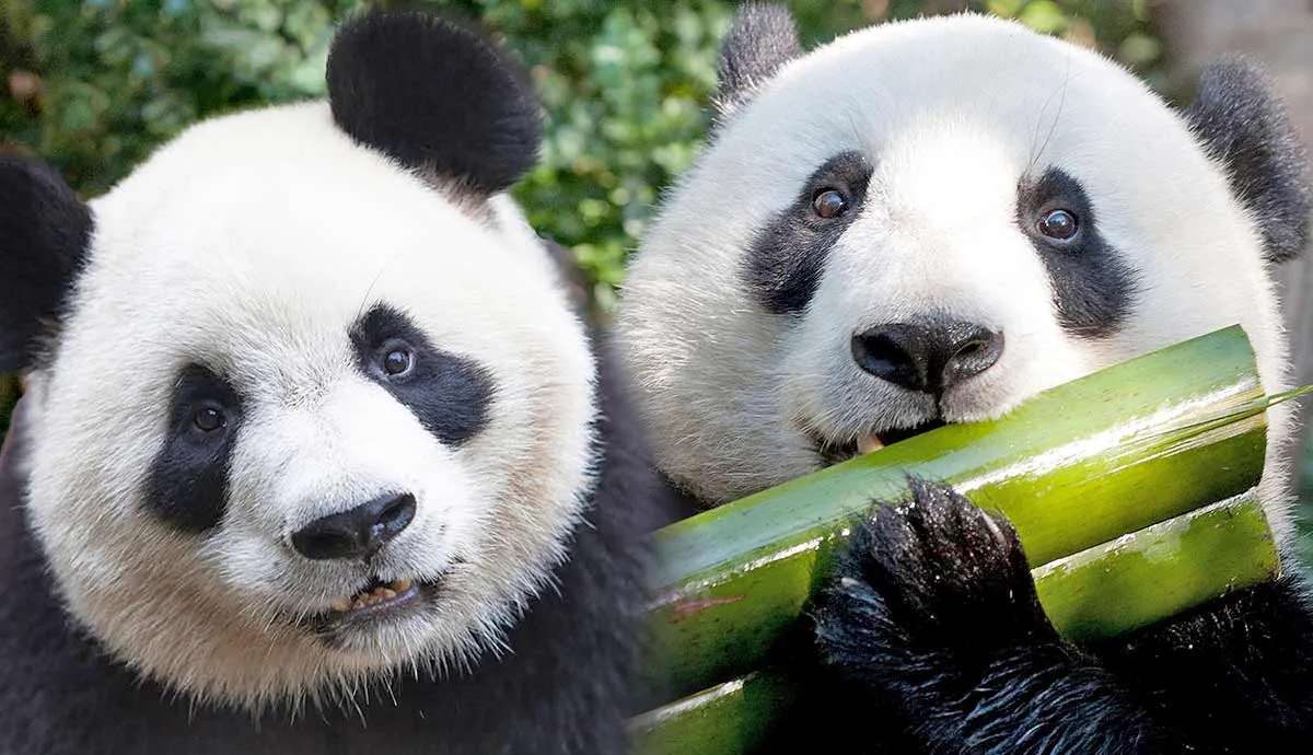 why pandas only eat bamboo