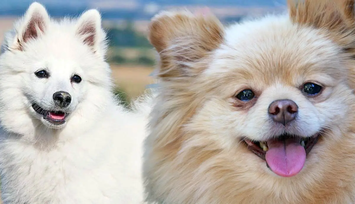 why pomeranians make perfect pets facts characteristics