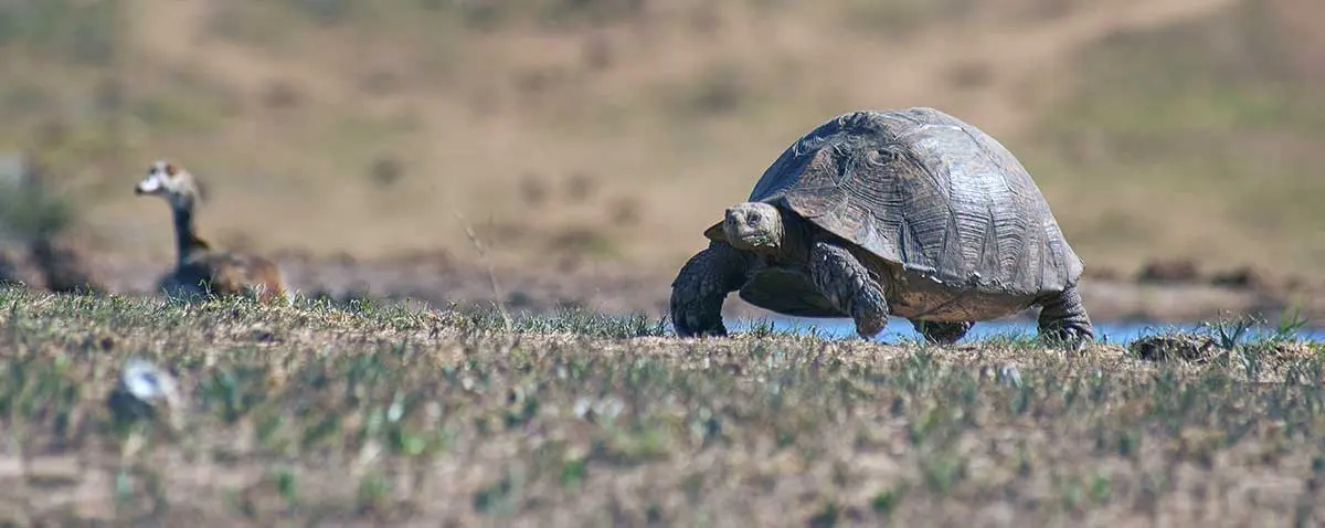 wild tortoise (2)