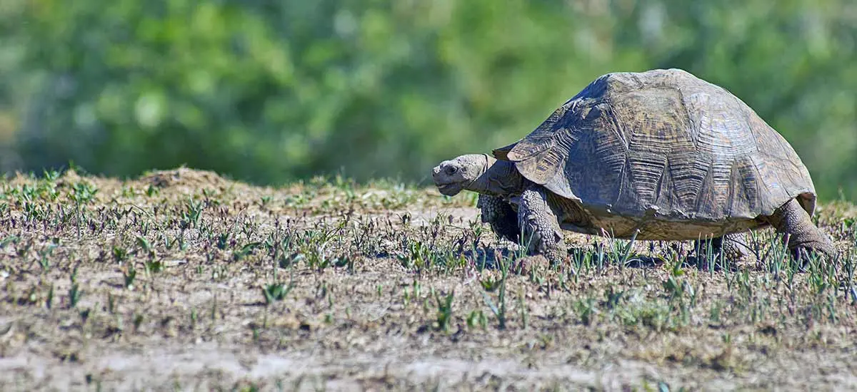 wild tortoise