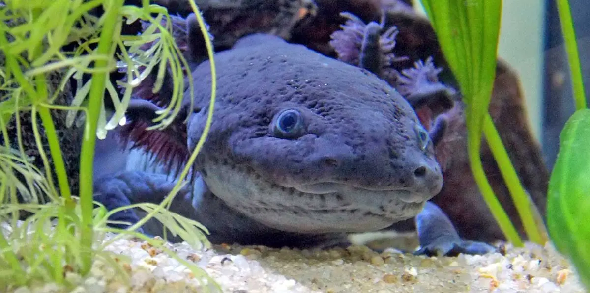 wild type axolotl hiding