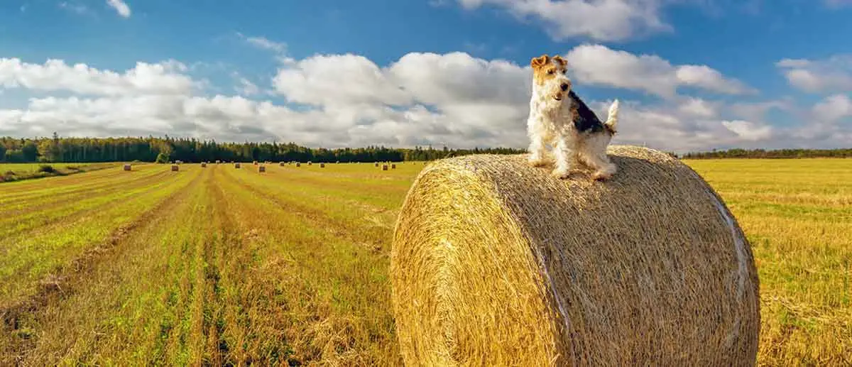 wire fox on farm