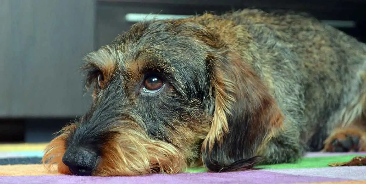 wirehaired dachshund