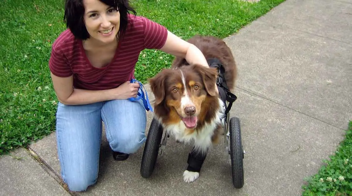 woman and three legged dog in mobility aid