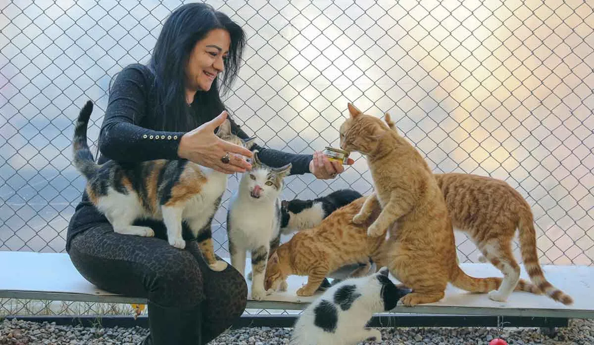 woman feeding seven cats