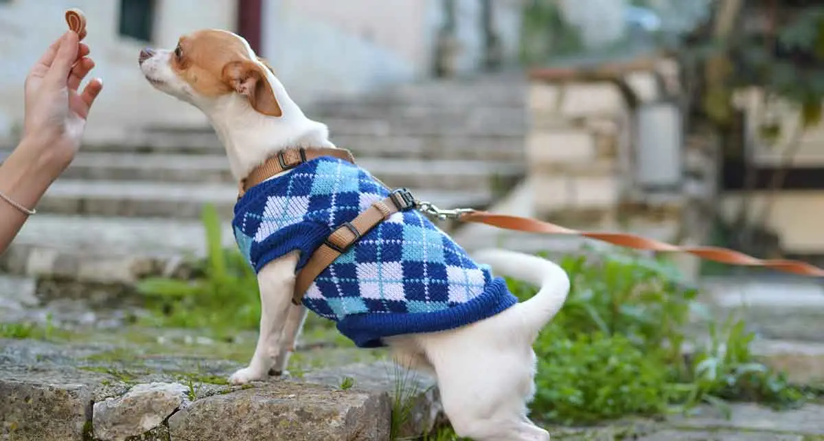 woman feeding small dog in coat a treat