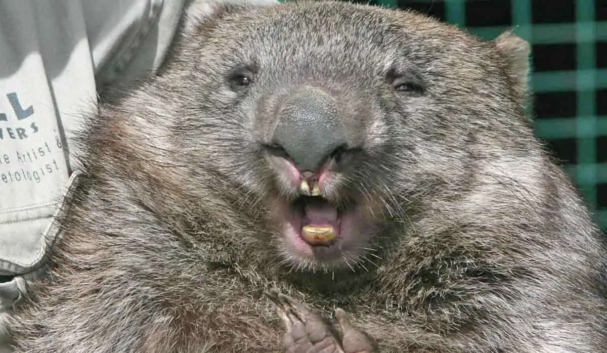 wombat teeth