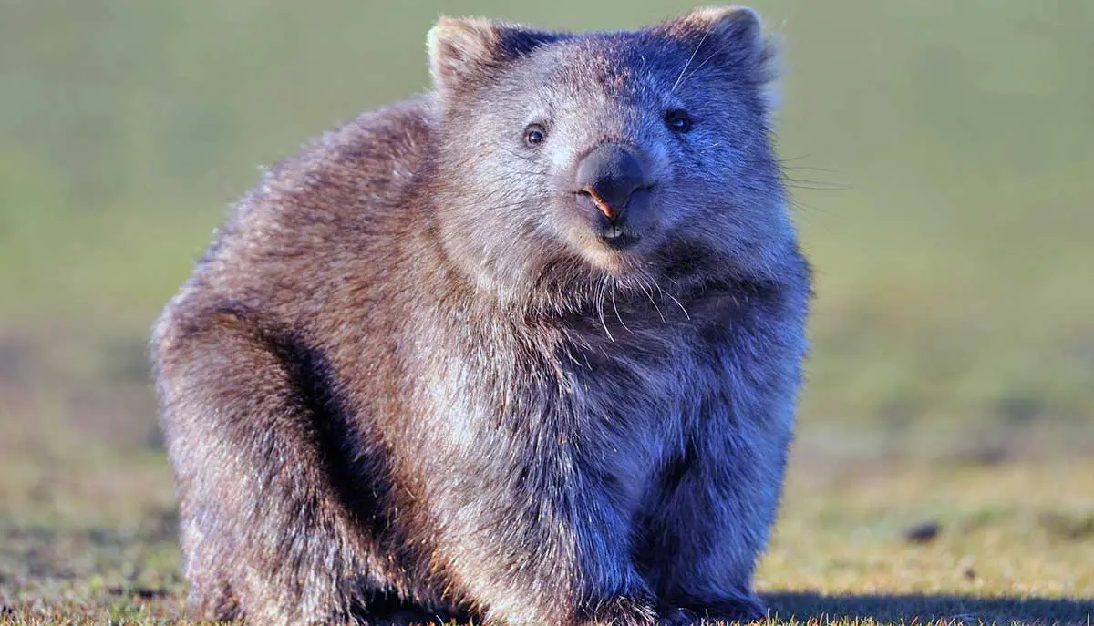 wombat