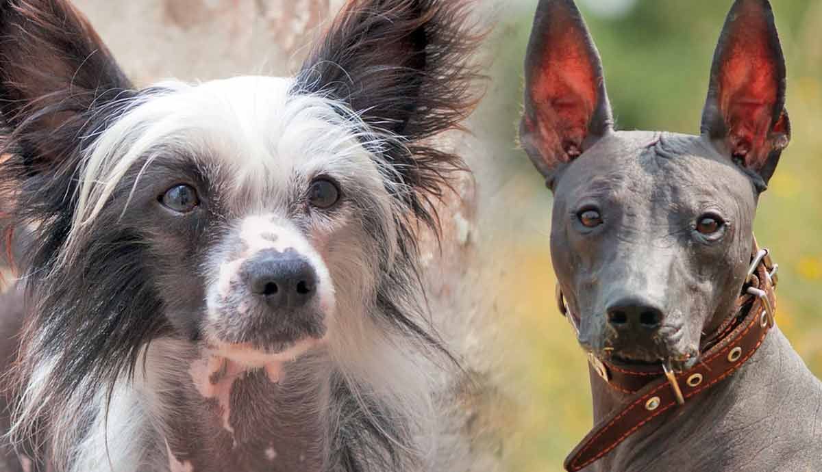 worlds most unusual dog breeds